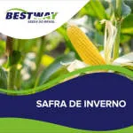 Bestway Seeds company logo